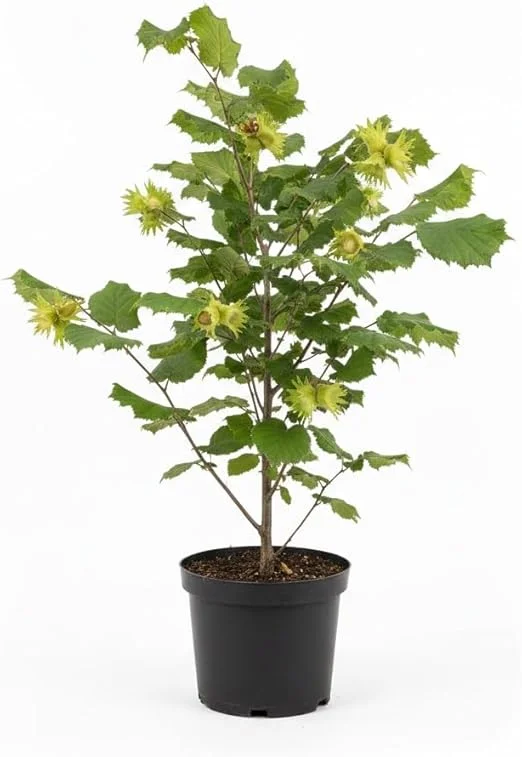 Hazelnut Tree Live Plant, 2 Feet Tall, 1-Year-Old Edible Nut Tree, Outdoor - Image 2