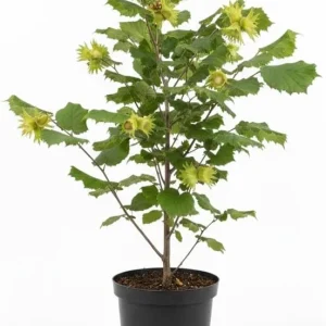 Hazelnut Tree Live Plant, 2 Feet Tall, 1-Year-Old Edible Nut Tree, Outdoor - Image 4