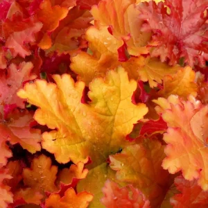Heuchera Live Plant Orange to Red Coral Bells 2.5 Inch Pot Shade Perennial - Image 1