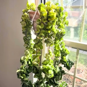 Hindu Rope Plant Hoya Live Starter Plant - 3 Inch Pot - Houseplant - Image 6