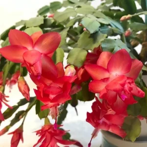 Holiday Cactus Live Plants - 2 Mix Color Schlumbergera - 4-6