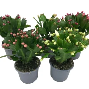 Holiday Cactus Live Plants - 2 Mix Color Schlumbergera - 4-6" Tall in 3" Pot - Image 1