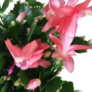 Holiday Cactus Live Plants - 2 Mix Color Schlumbergera - 4-6