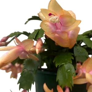 Holiday Cactus Live Plants - 2 Mix Color Schlumbergera - 4-6