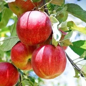 Honeycrisp Apple Tree Live Plant – 4-5 Ft Tall – Sweet Red Apples – Outdoor Fruit Tree - Image 2