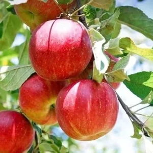 Honeycrisp Apple Tree Live Plant – 4-5 Ft Tall – Sweet Red Apples – Outdoor Fruit Tree - Image 6