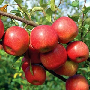 Honeycrisp Apple Tree Live Plant - Bare Root, 3 Feet Tall, Cold Hardy Outdoor Fruit Tree - Image 5