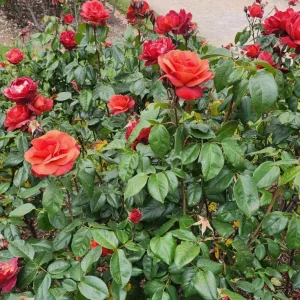 Hot Cocoa Rose Live Plant - Floribunda Shrub, Chocolate Orange Blooms, Fragrant, 5-8" Tall Starter - Image 2