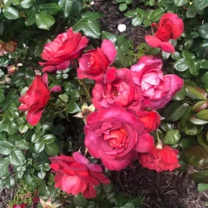Hot Cocoa Rose Live Plant - Floribunda Shrub, Chocolate Orange Blooms, Fragrant, 5-8" Tall Starter - Image 1