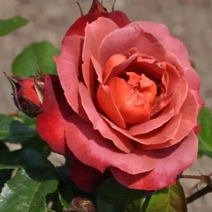 Hot Cocoa Rose Live Plant - Floribunda Shrub, Chocolate Orange Blooms, Fragrant, 5-8