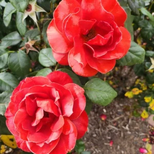 Hot Cocoa Rose Live Plant - Floribunda Shrub, Chocolate Orange Blooms, Fragrant, 5-8