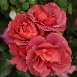 Hot Cocoa Rose Live Plant - Floribunda Shrub, Chocolate Orange Blooms, Fragrant, 5-8