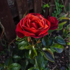 Hot Cocoa Rose Live Plant - Floribunda Shrub, Chocolate Orange Blooms, Fragrant, 5-8