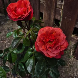 Hot Cocoa Rose Live Plant - Floribunda Shrub, Chocolate Orange Blooms, Fragrant, 5-8