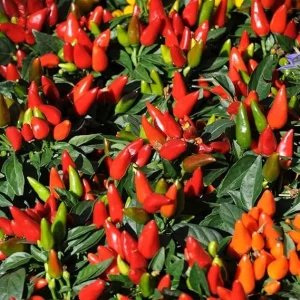 Hot Pepper Live Plant in 4'' Pot - Indoor/Outdoor Vegetable Garden - Image 3