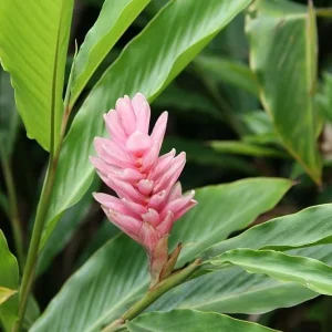 Hot Pink Flowering Ginger Live Plant – Ornamental & Fragrant – 5-8