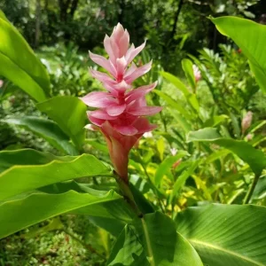 Hot Pink Flowering Ginger Live Plant – Ornamental & Fragrant – 5-8" Tall - Image 1