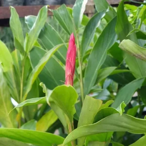 Hot Pink Flowering Ginger Live Plant – Ornamental & Fragrant – 5-8