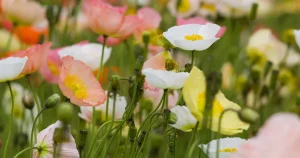 how to grow Iceland Poppy flowers