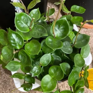 Hoya Carnosa Live Plant - Starter Wax Plant 5 Inch Tall - Indoor Houseplant - Image 7