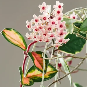 Hoya Hindu Rope Live Plant – 4 inch Pot – Low Maintenance Indoor Houseplant - Image 3