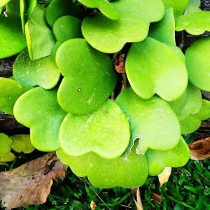 Hoya Kerrii Heart Live Plant - Indoor/Outdoor Houseplant - 2-4 Leaves - Image 3