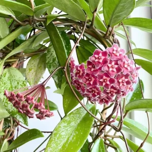 Hoya Plant Live Houseplant – Pink Flower Silver Leaf – 5 Inch Bareroot for Indoor/Outdoor - Image 3