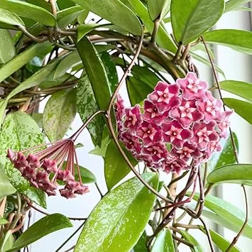 Hoya Plant Live Houseplant – Pink Flower Silver Leaf – 5 Inch Bareroot for Indoor/Outdoor - Image 4