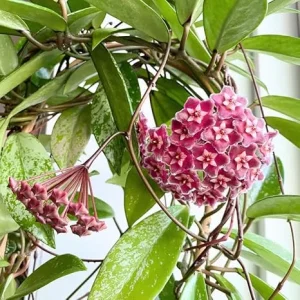 Hoya Plant Live Houseplant – Pink Flower Silver Leaf – 5 Inch Bareroot for Indoor/Outdoor - Image 1