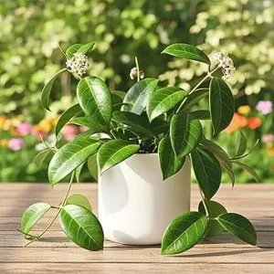 Hoya Quinquenervia Live Plant – Large Leaves, 4-6 Inches Tall – Indoor Houseplant - Image 6