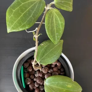 Hoya Quinquenervia Live Plant Set - 2 Wax Vine Houseplants, 5-8