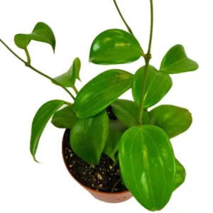 Hoya Quinquenervia Live Plant Set - 2 Wax Vine Houseplants, 5-8