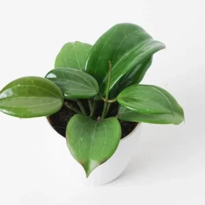 Hoya Quinquenervia Live Plant Set - 2 Wax Vine Houseplants, 5-8