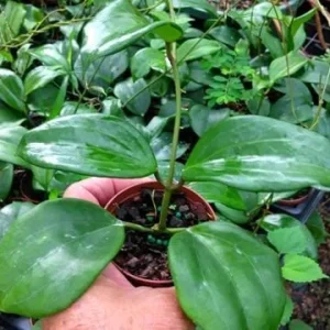 Hoya Quinquenervia Live Plant Set - 2 Wax Vine Houseplants, 5-8