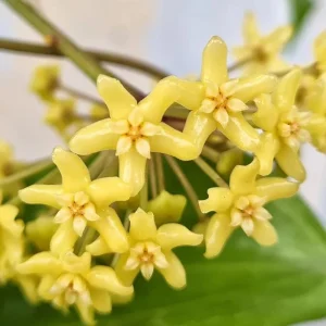 Hoya Quinquenervia Live Plant Set - 2 Wax Vine Houseplants, 5-8" Tall, Sweet Yellow Flowers - Image 1