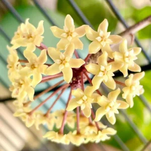 Hoya Quinquenervia Live Plant - Wax Vine, Fragrant Yellow Flowers, 5-8" Tall - Image 1