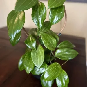 Hoya Quinquenervia Live Plant - Wax Vine, Fragrant Yellow Flowers, 5-8