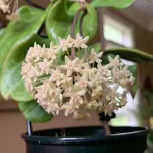 Hoya Quinquenervia Live Plant - Wax Vine, Fragrant Yellow Flowers, 5-8