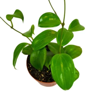 Hoya Quinquenervia Live Plant - Wax Vine, Fragrant Yellow Flowers, 5-8