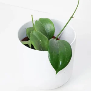 Hoya Quinquenervia Live Plant - Wax Vine, Fragrant Yellow Flowers, 5-8