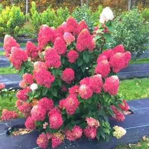Hydrangea Bush Live Plant - 6"-1 Ft Light Pink to White Shrub, Cold Hardy - Image 2