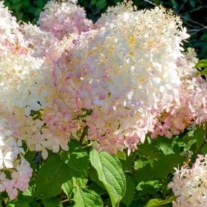Hydrangea Live Plant - 6-12 Inch Tall Pink White Flowering Shrub in 2.5" Pot, Outdoor - Image 2