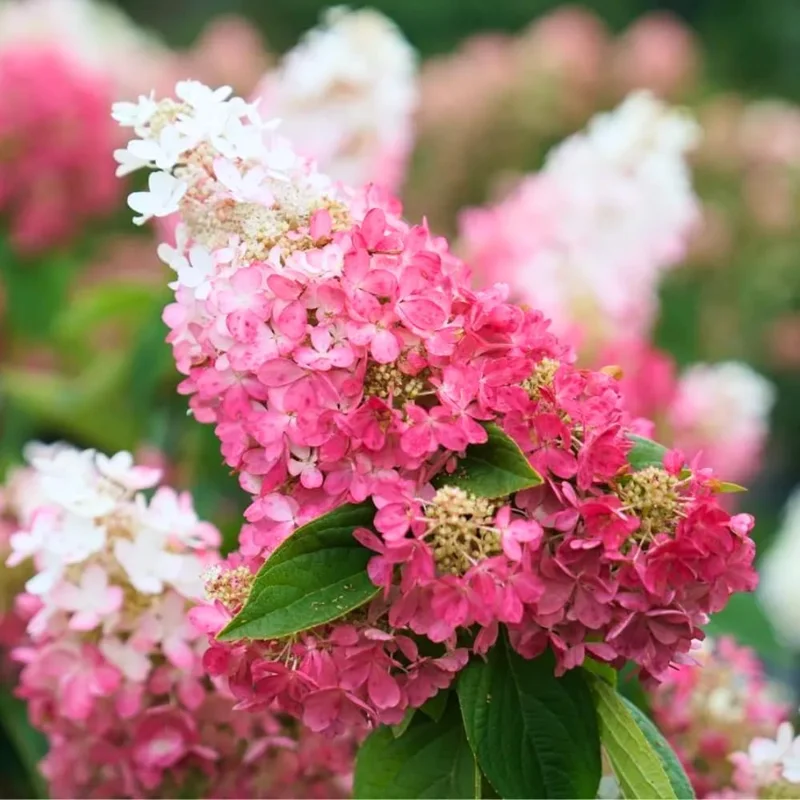 Hydrangea Live Plant - 6-12 Inch Tall Pink White Flowering Shrub in 2.5" Pot, Outdoor - Image 4