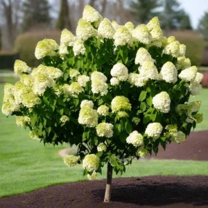 Hydrangea Live Plant - 6-12 Inch Tall Pink White Flowering Shrub in 2.5