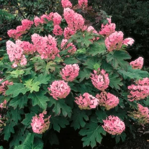 Hydrangea Live Plant - 6-12 Inch Tall Pink White Flowering Shrub in 2.5" Pot, Outdoor - Image 1