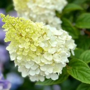 Hydrangea Live Plant – Pink White Blooms – 6-12 Inches Tall – Outdoor Shrub - Image 1