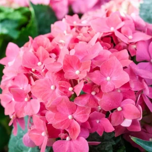 Hydrangea Live Plant – Rebloomer Pink/Purple Shrub Bush – 2.5 Inch Pot – Outdoor Perennial - Image 1