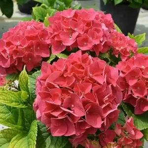 Hydrangea Live Plant – Rebloomer Pink/Purple Shrub Bush – 2.5 Inch Pot – Outdoor Perennial - Image 4