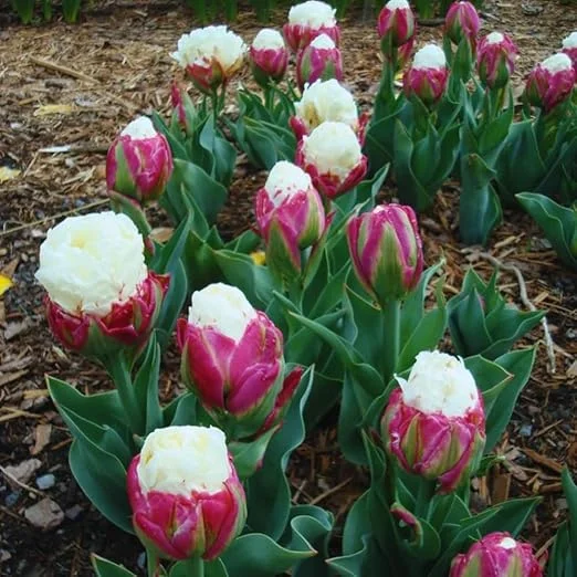 Ice Cream Tulip Bulbs – 10 Count – Perennial Flower Bulbs for Fall Planting - Image 3