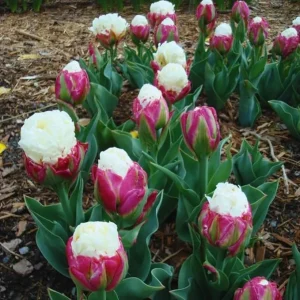 Ice Cream Tulip Bulbs – 10 Count – Perennial Flower Bulbs for Fall Planting - Image 1